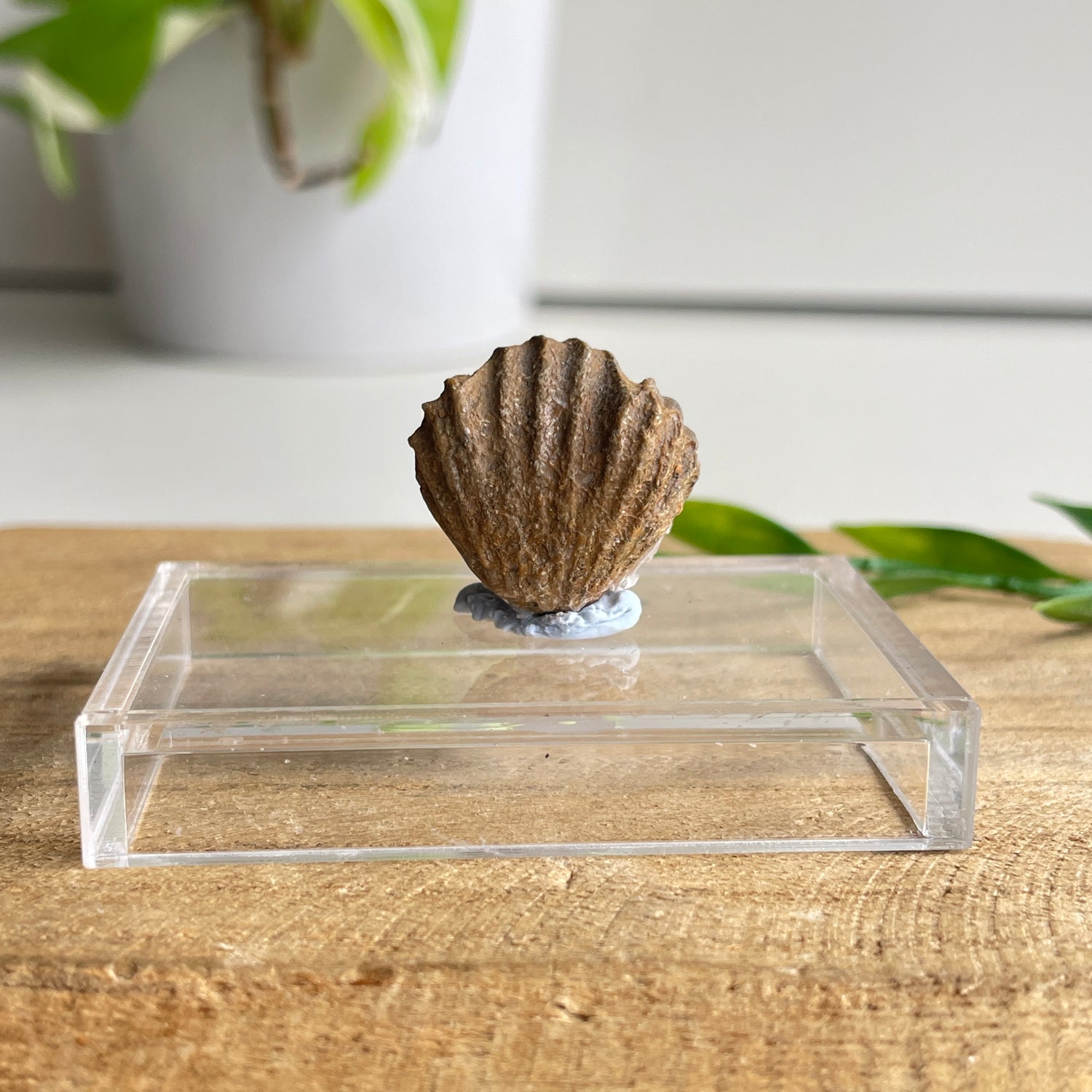 Brachiopod Fossil (Morocco)