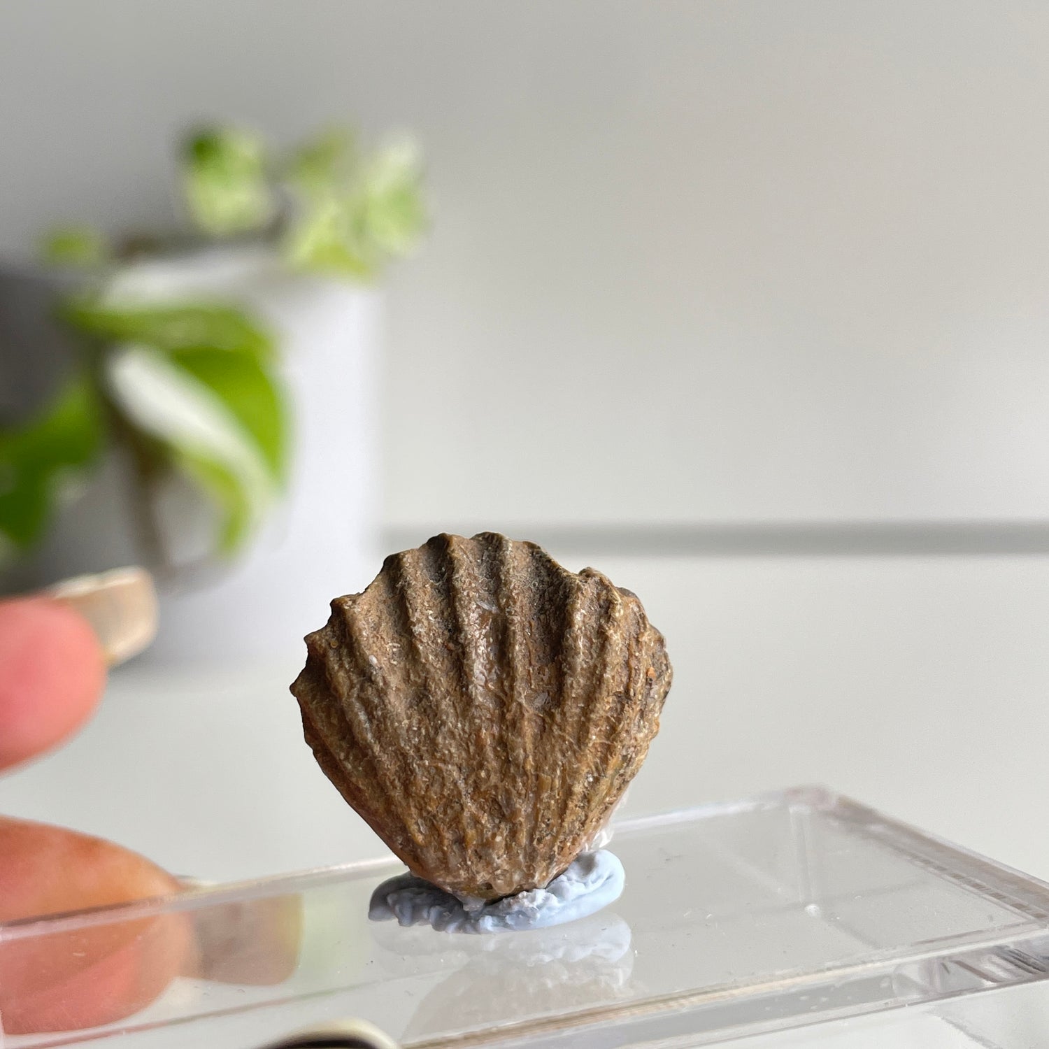 Brachiopod Fossil (Morocco)
