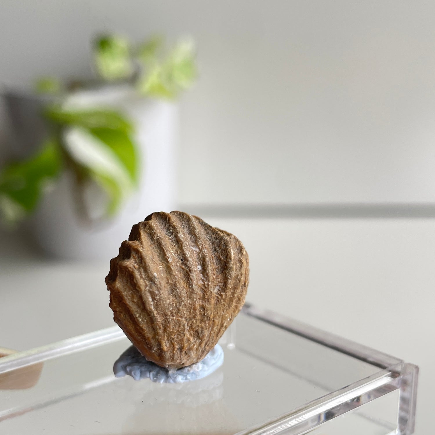 Brachiopod Fossil (Morocco)