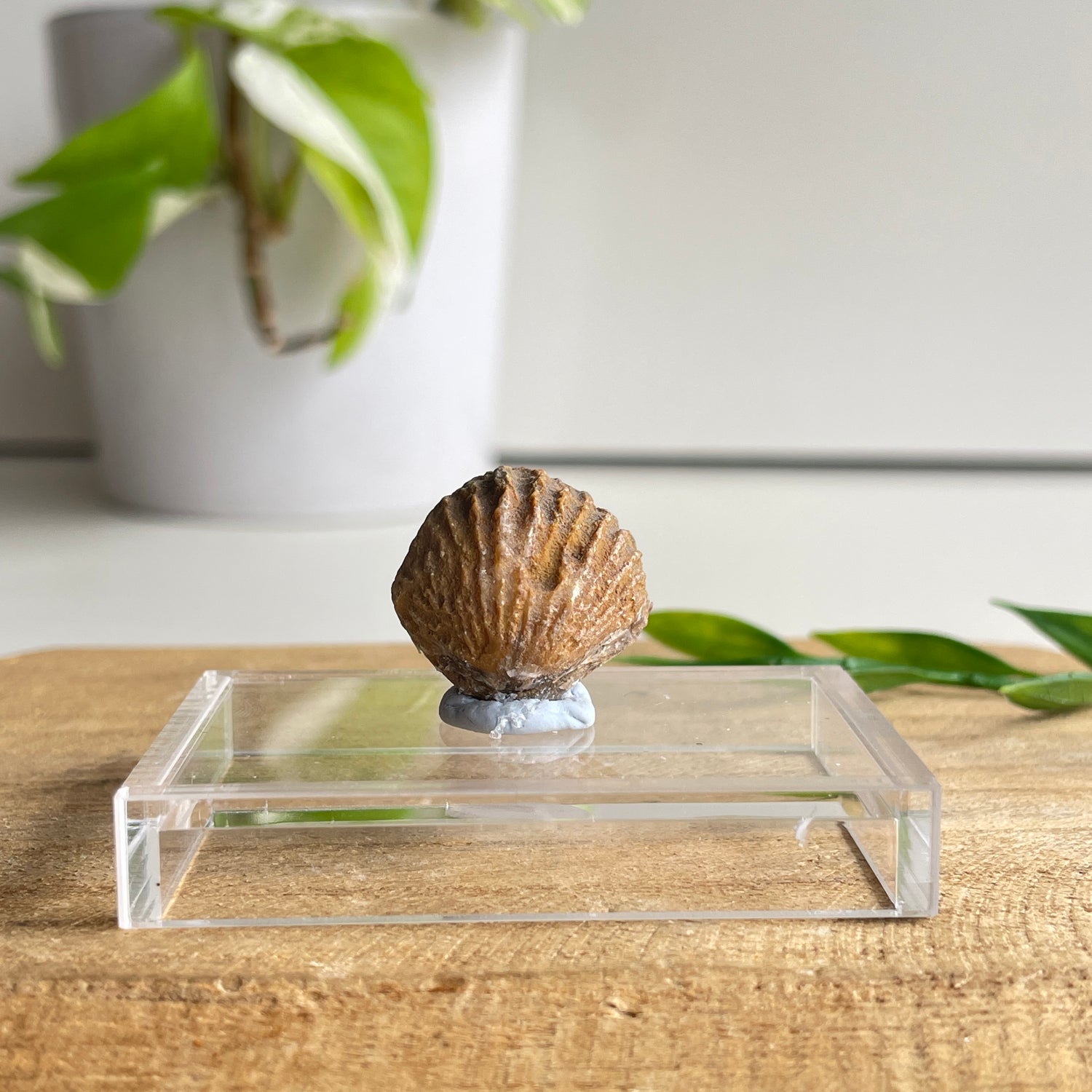 Brachiopod Fossil (Morocco)