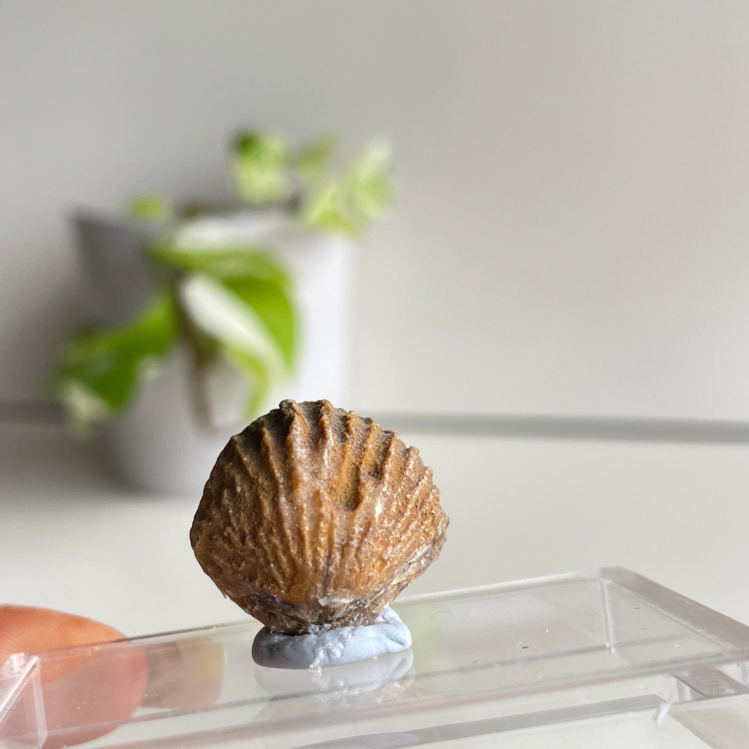 Brachiopod Fossil (Morocco)