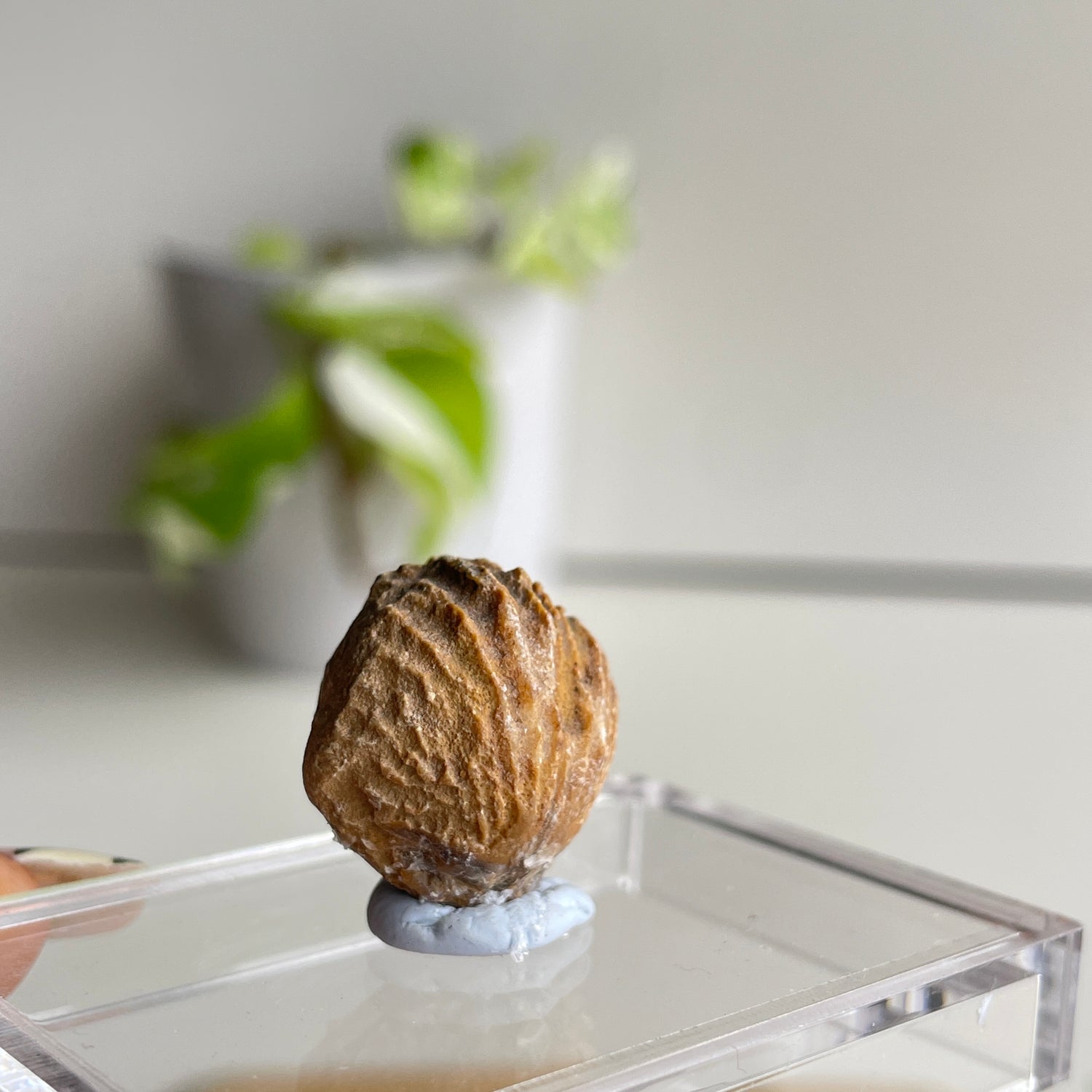 Brachiopod Fossil (Morocco)