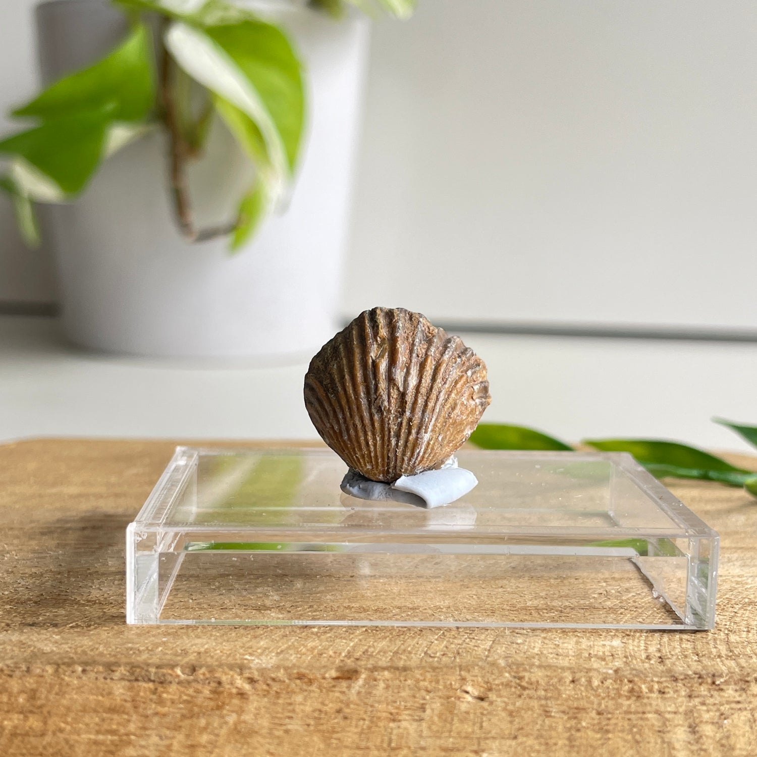 Brachiopod Fossil (Morocco)
