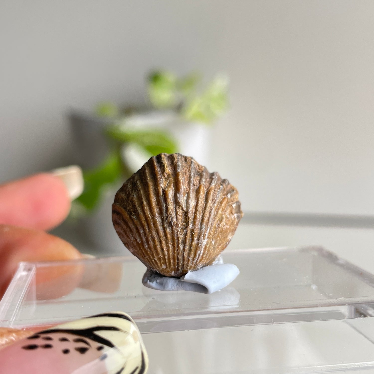 Brachiopod Fossil (Morocco)
