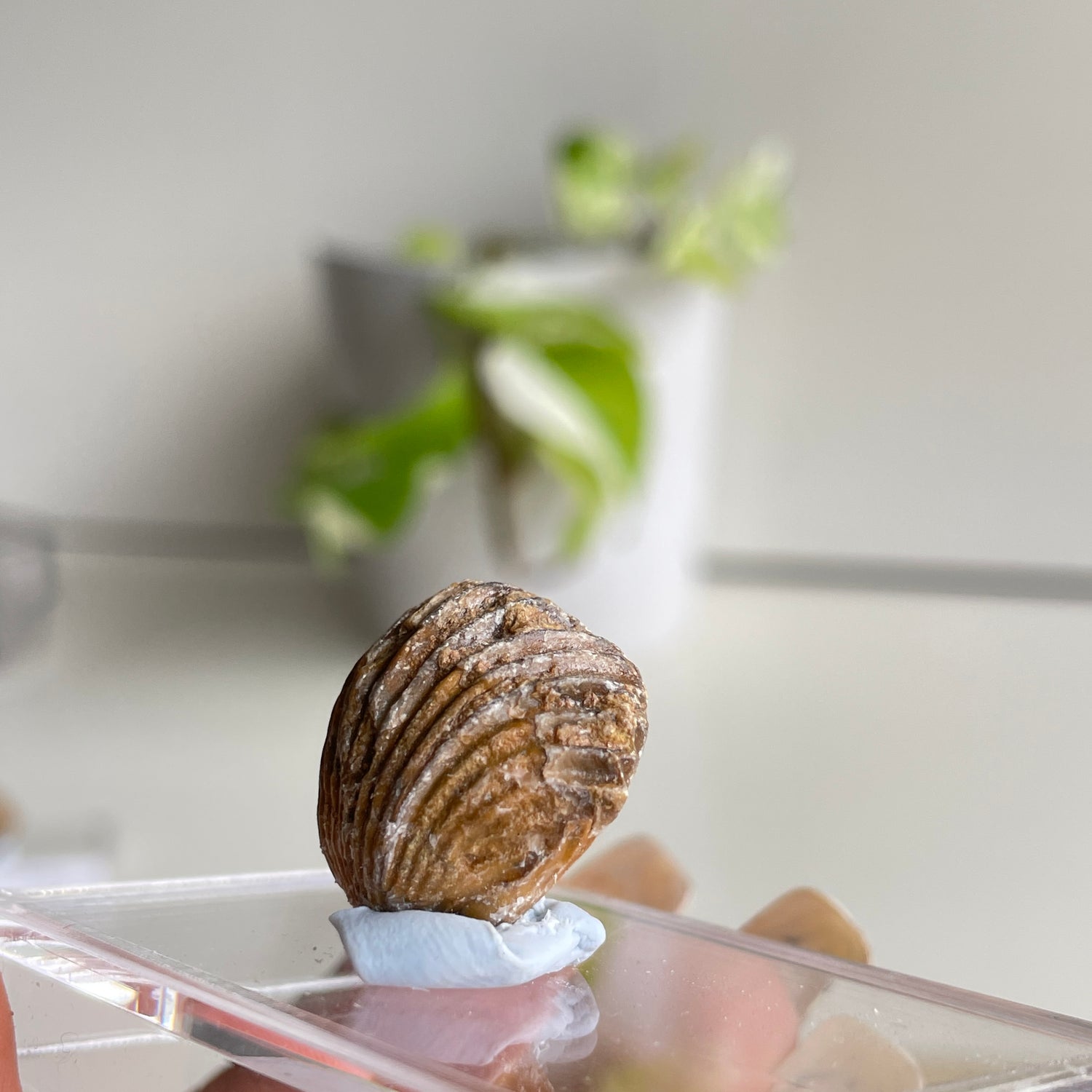 Brachiopod Fossil (Morocco)