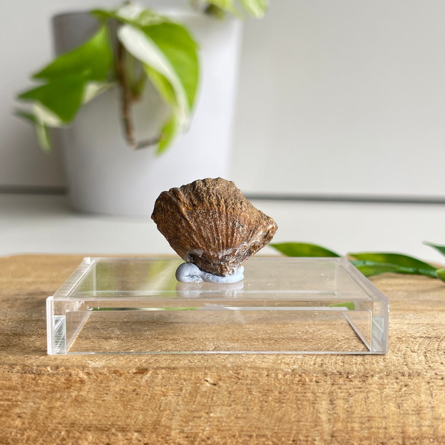 Brachiopod Fossil (Morocco)