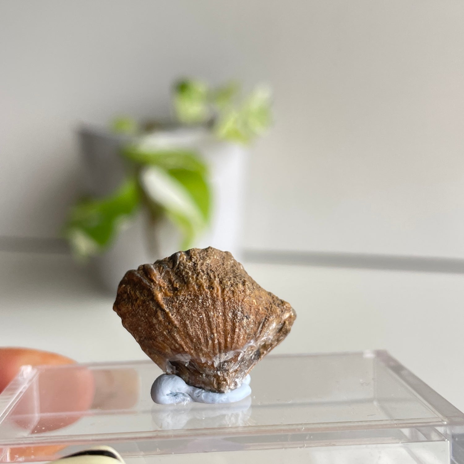 Brachiopod Fossil (Morocco)