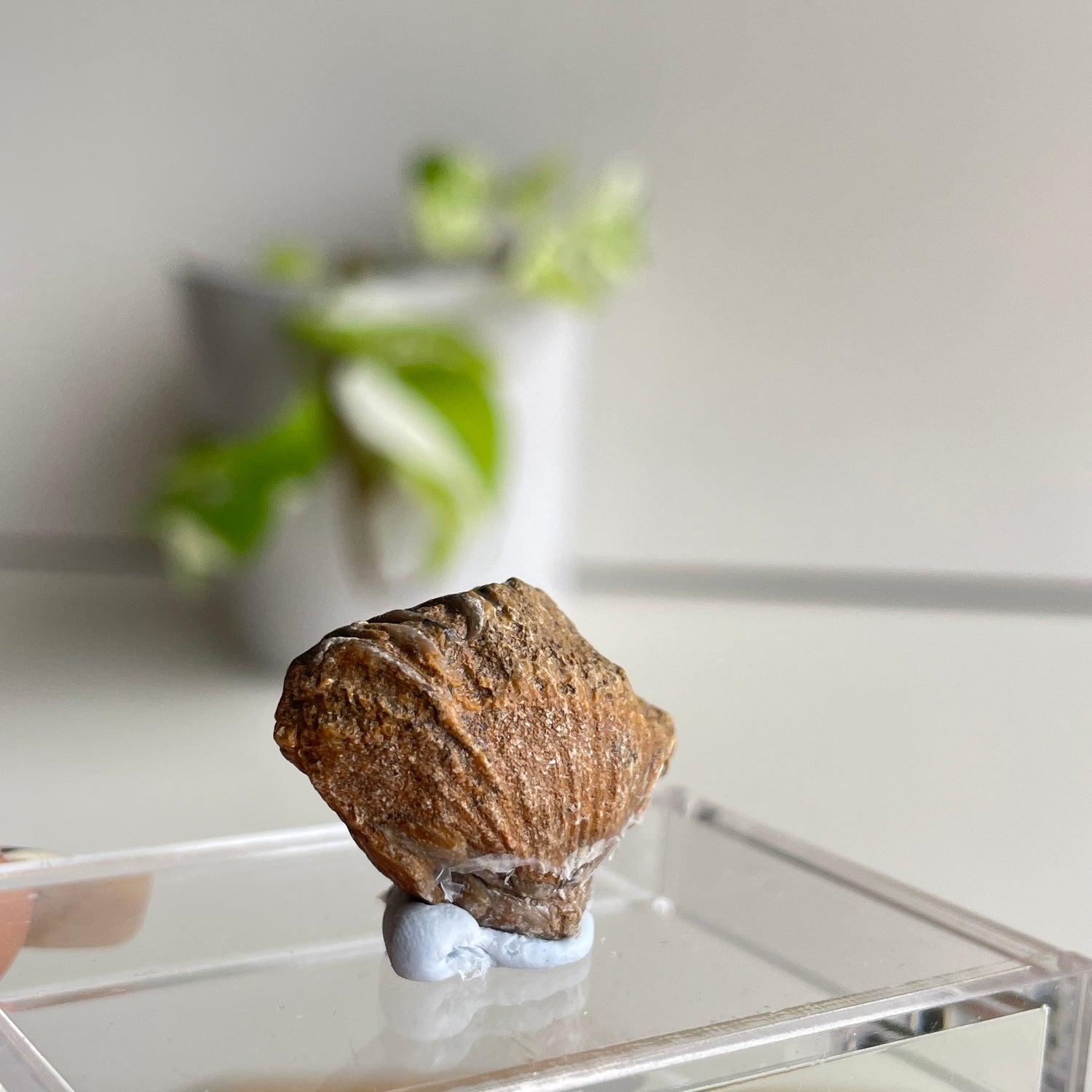 Brachiopod Fossil (Morocco)