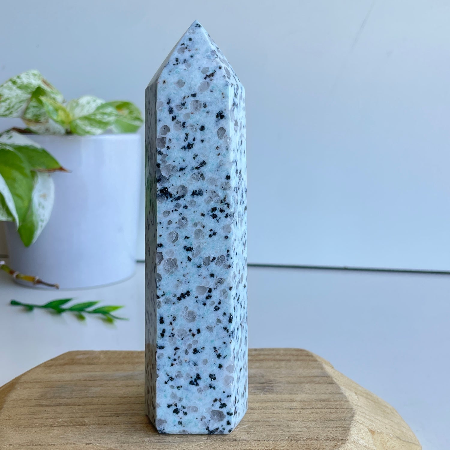 Kiwi Jasper Generator 16.2cm