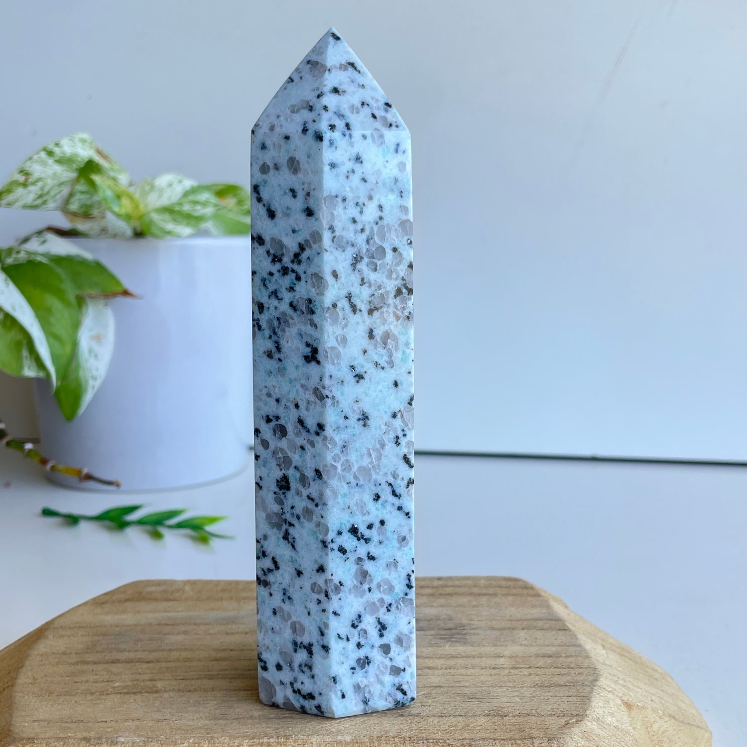 Kiwi Jasper Generator 16.2cm