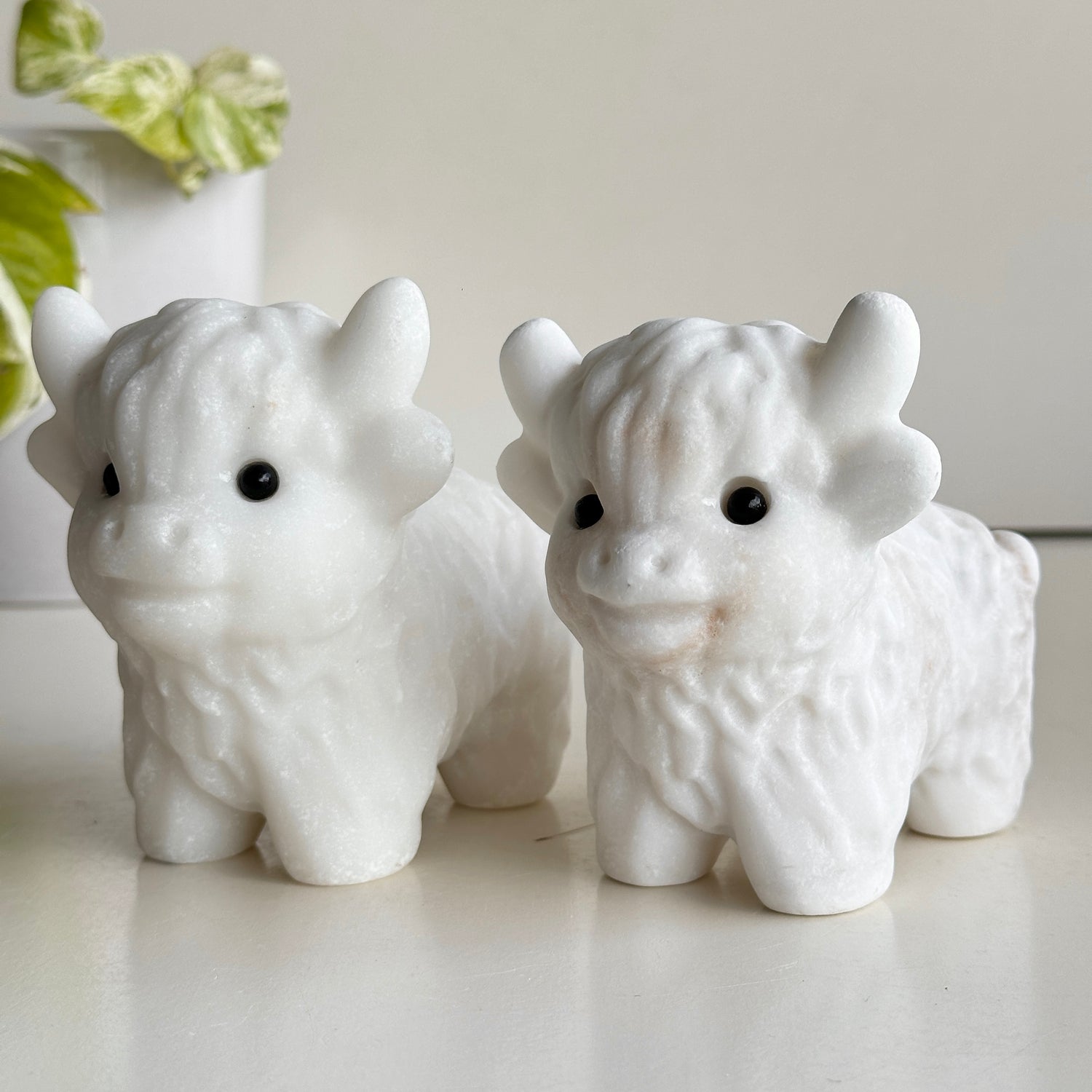 White Jade Highland Cow