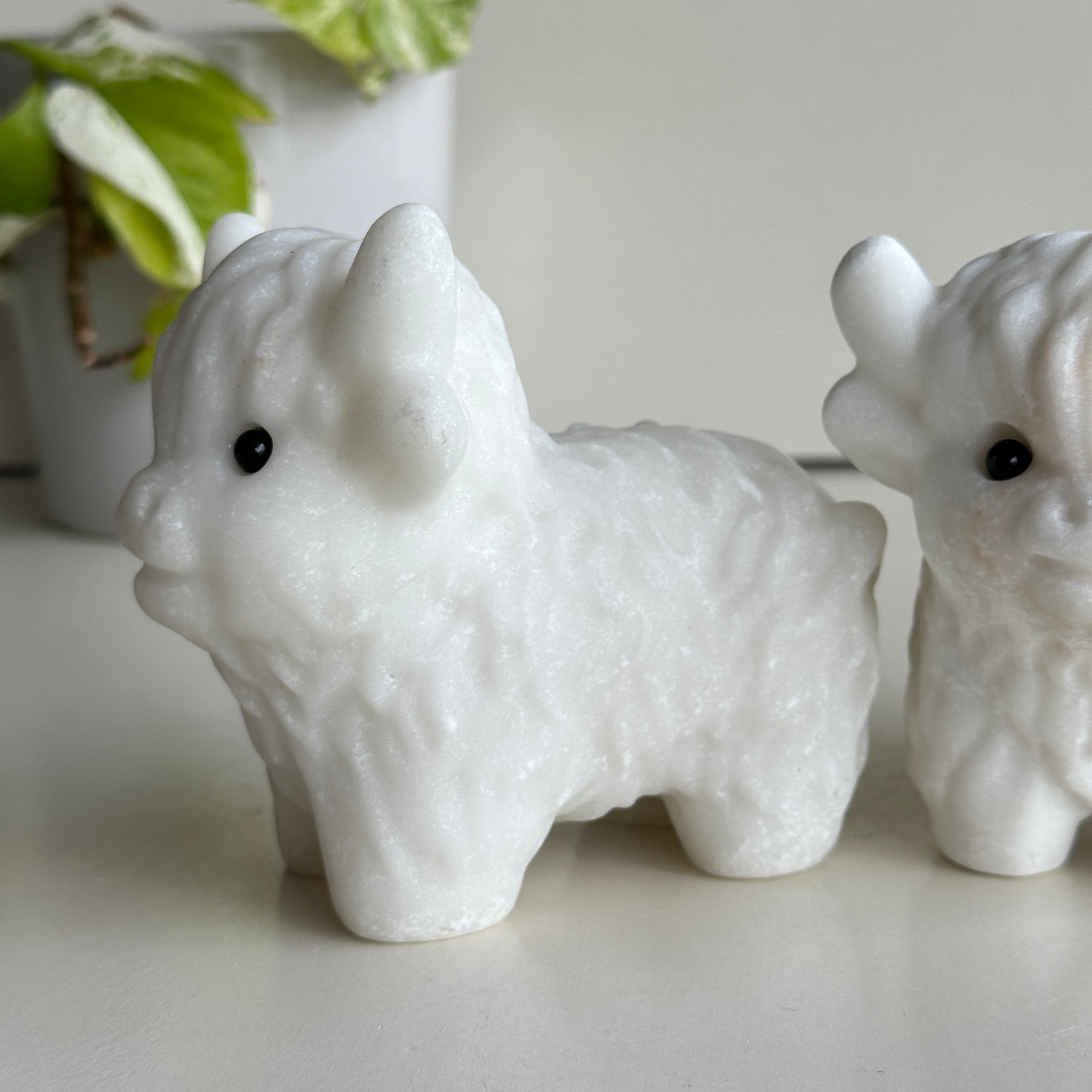 White Jade Highland Cow