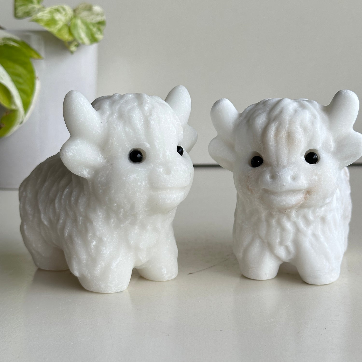 White Jade Highland Cow