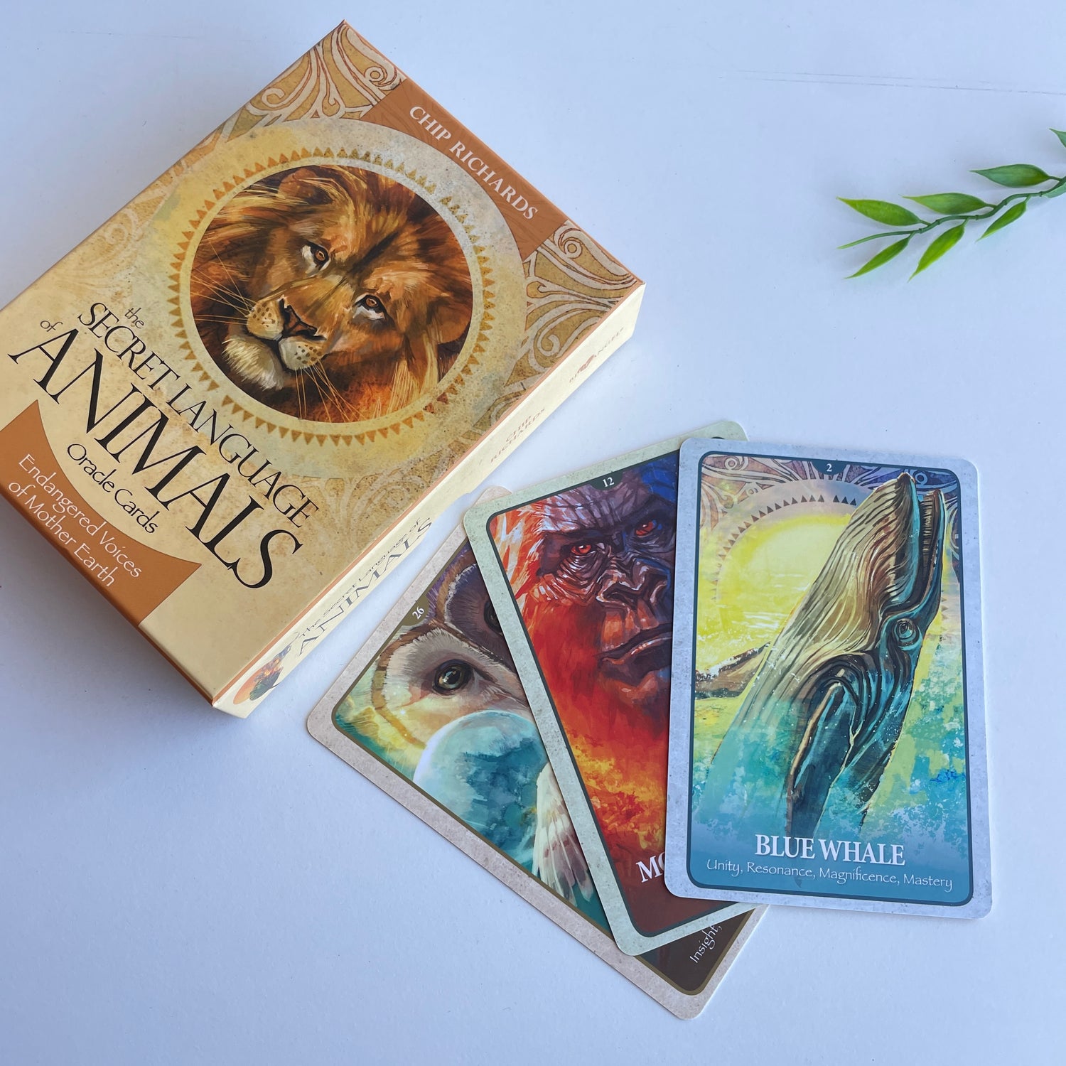 The Secret Language Of Animals Oracle Cards