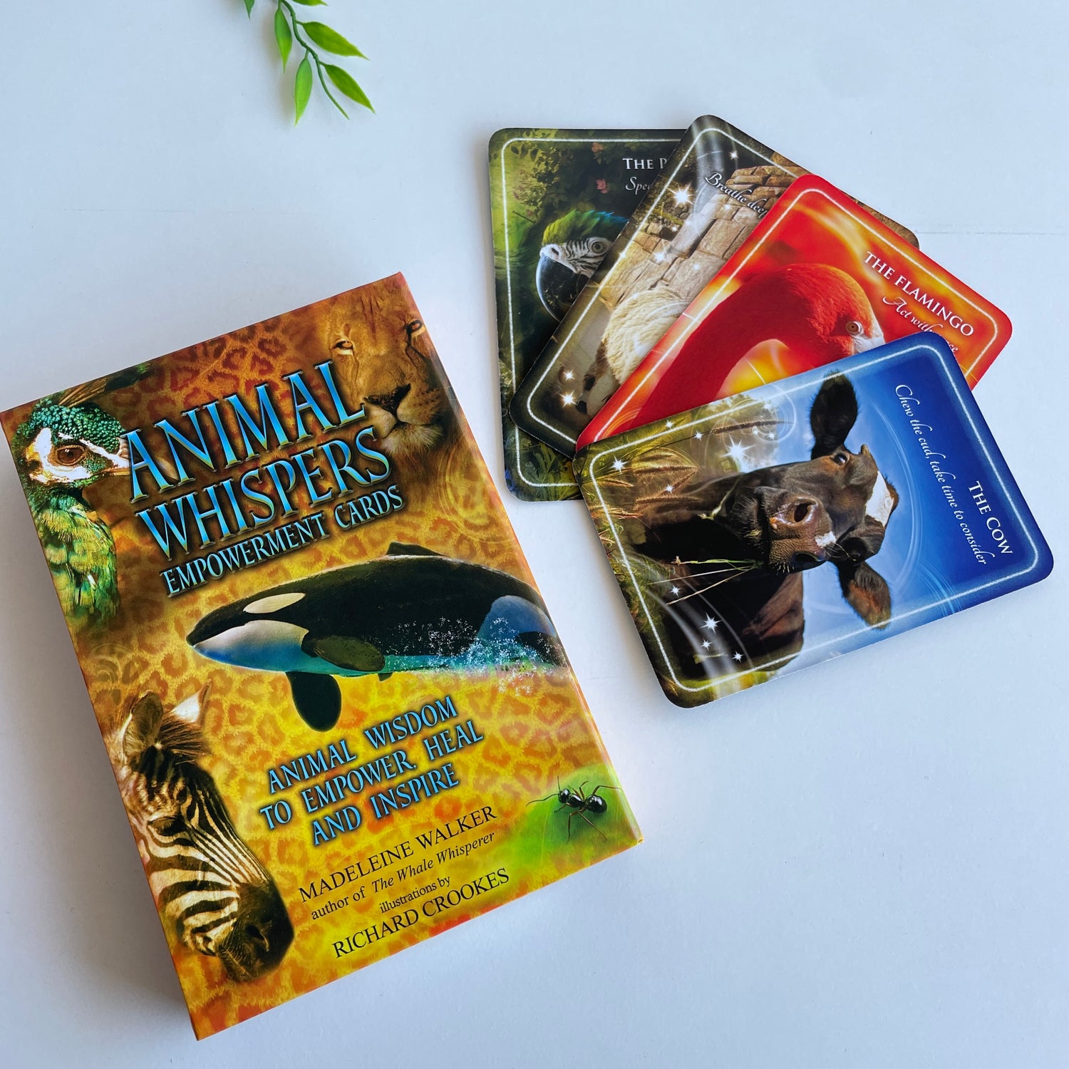 Animal Whispers Empowerment Cards Madeleine Walker