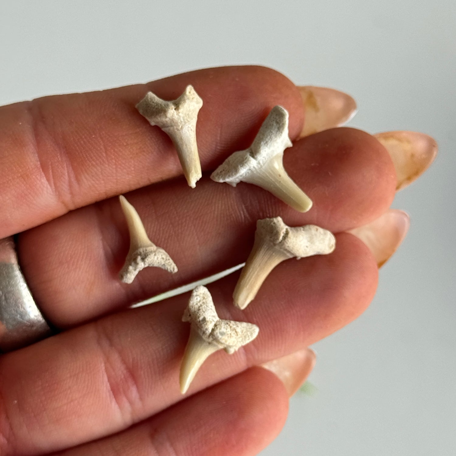 Broken Shark Teeth Assorted
