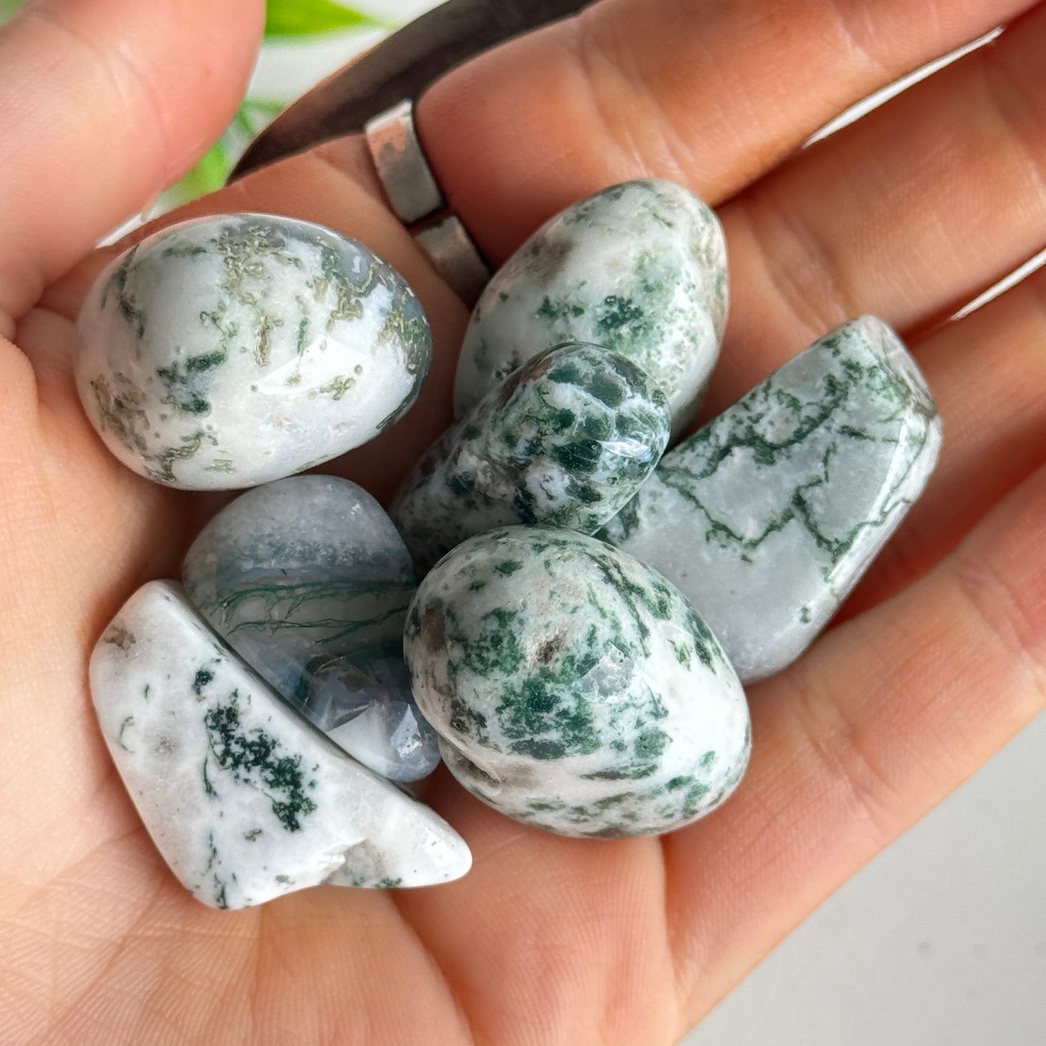 Tree Agate Tumble