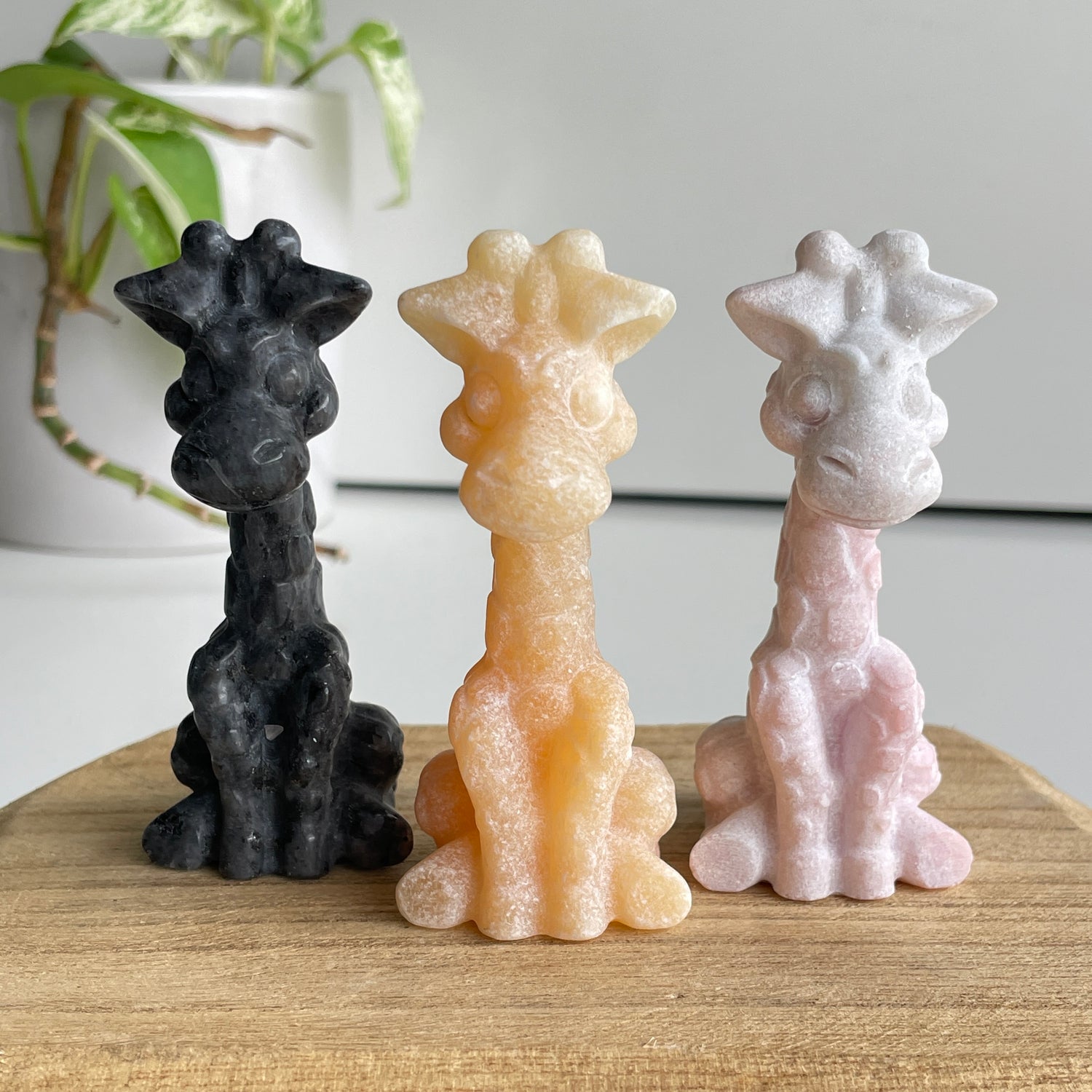 Giraffe Assorted