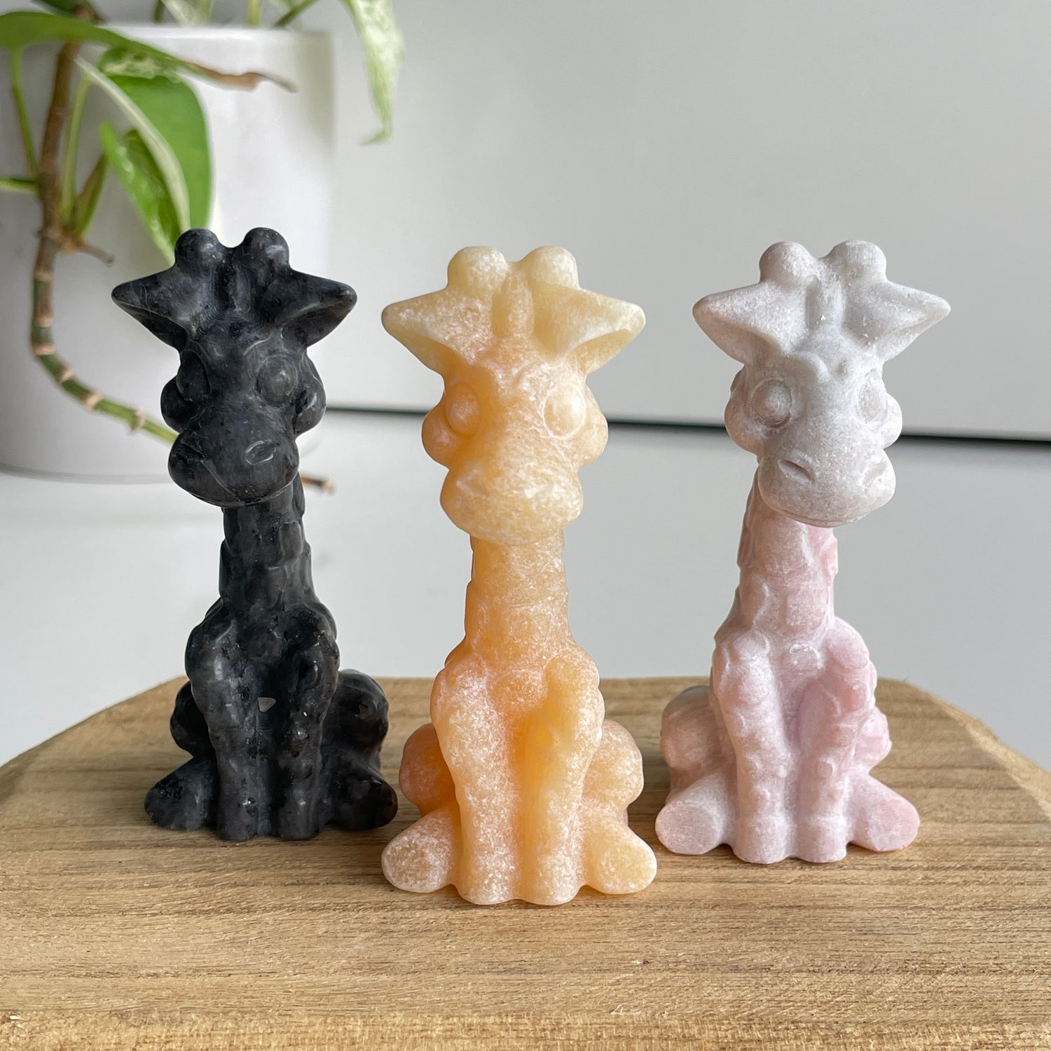 Giraffe Assorted