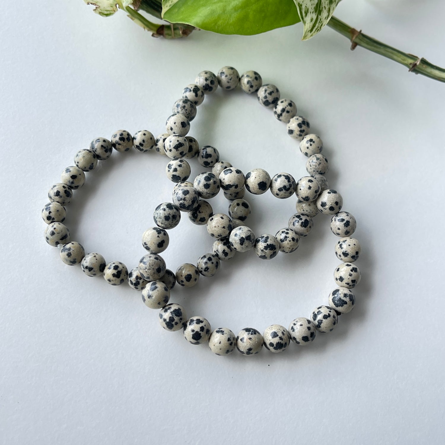 Dalmatian Jasper Med Bracelet