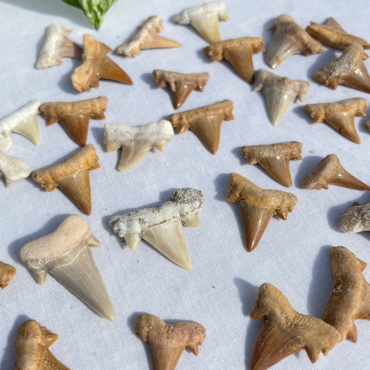 Shark Teeth Assorted