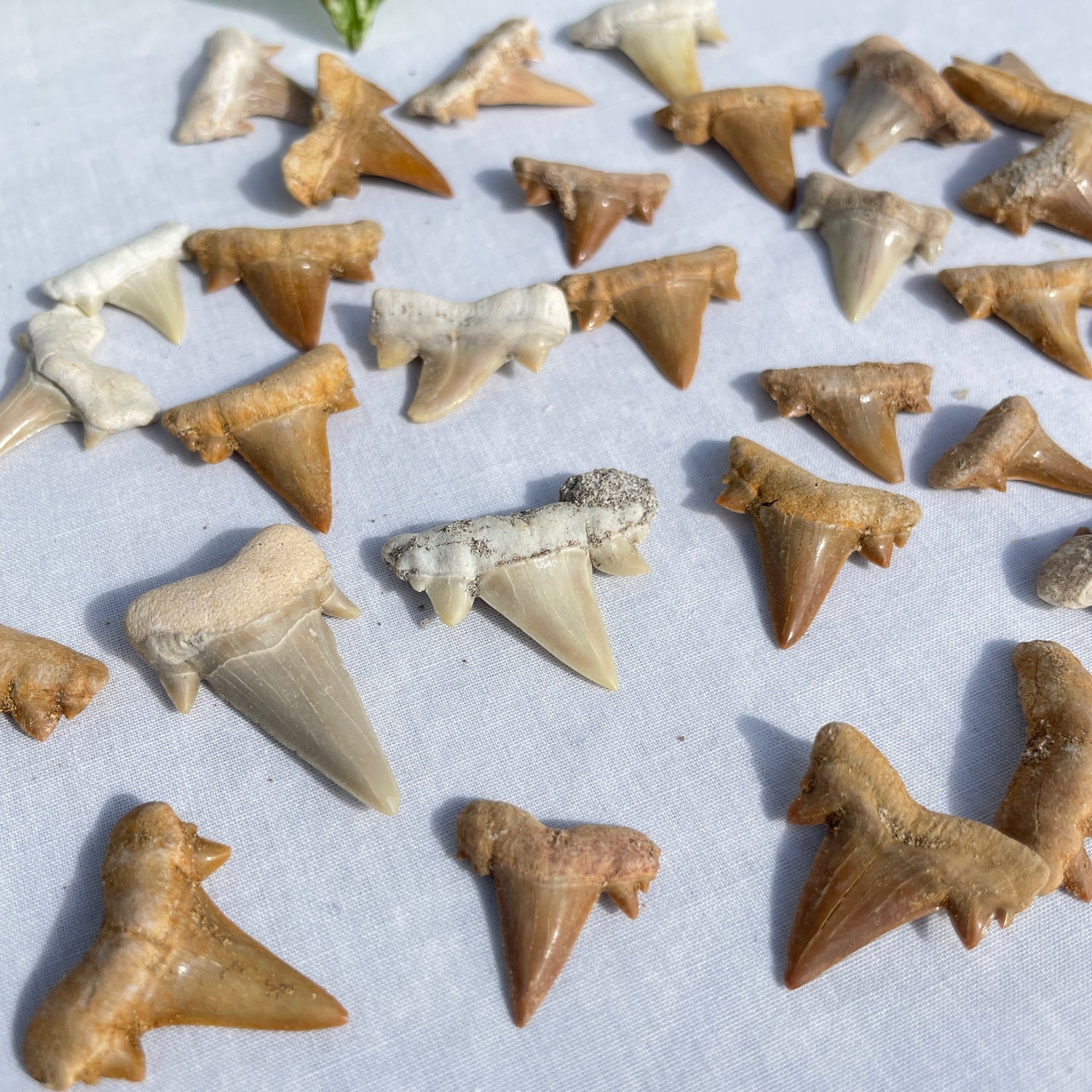 Shark Teeth Assorted