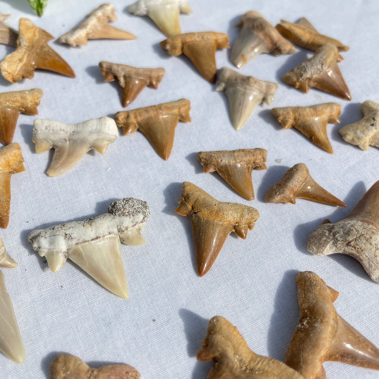 Shark Teeth Assorted