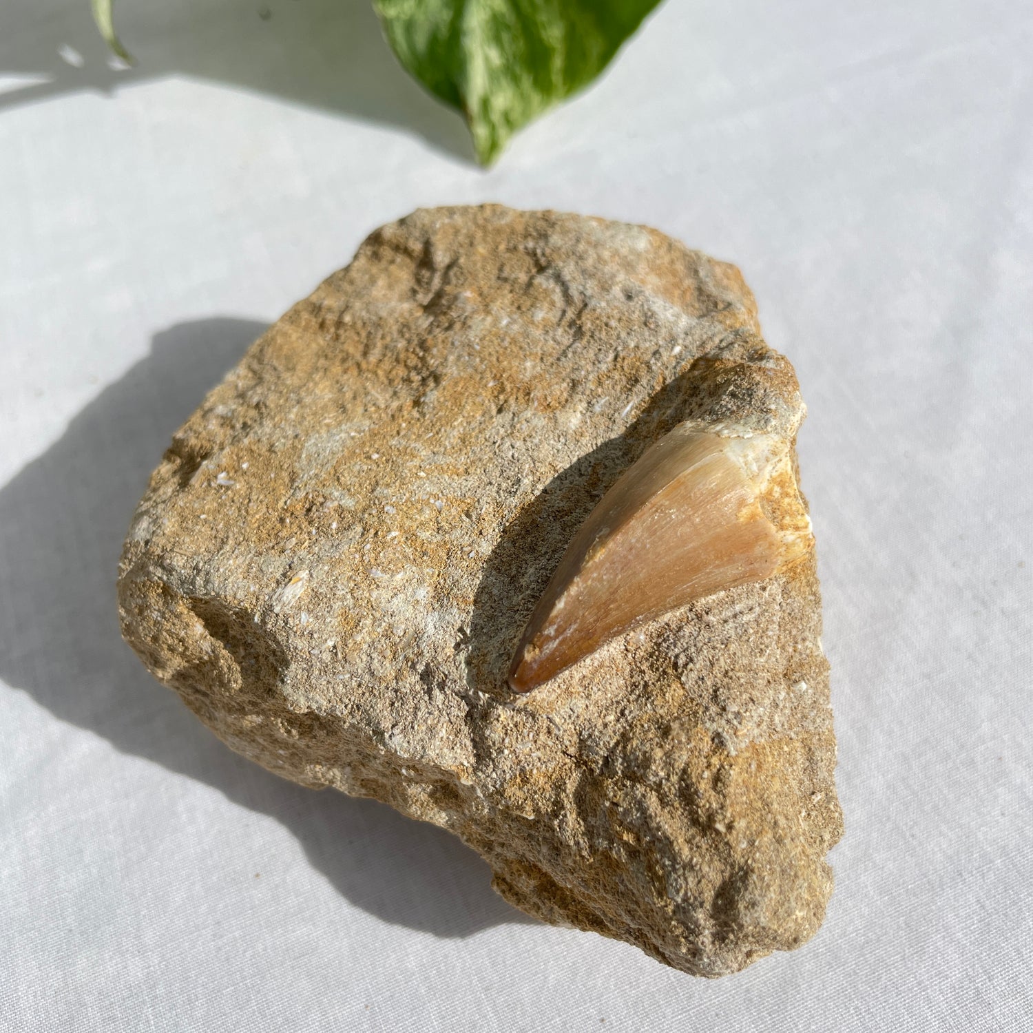 Mosasaurus Tooth On Matrix 007