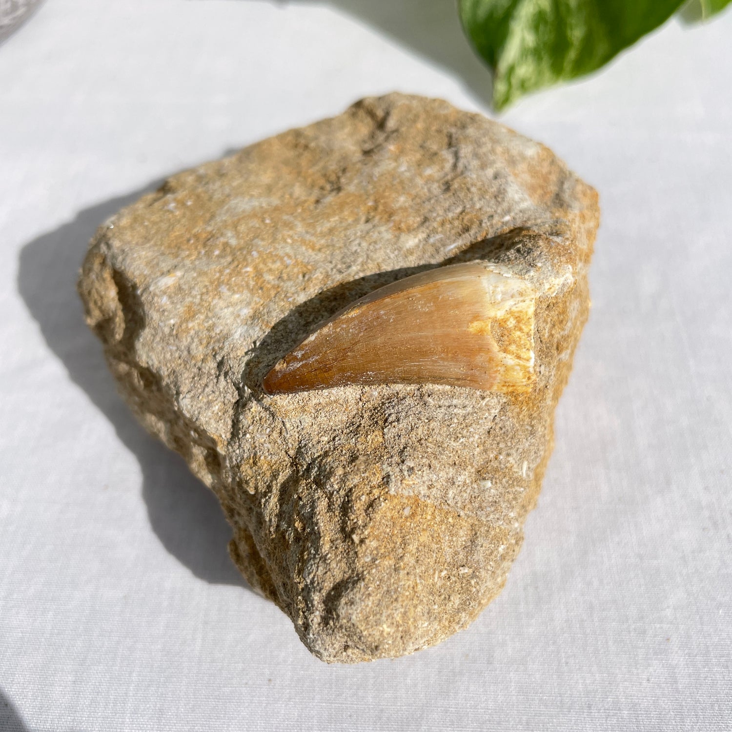 Mosasaurus Tooth On Matrix 007