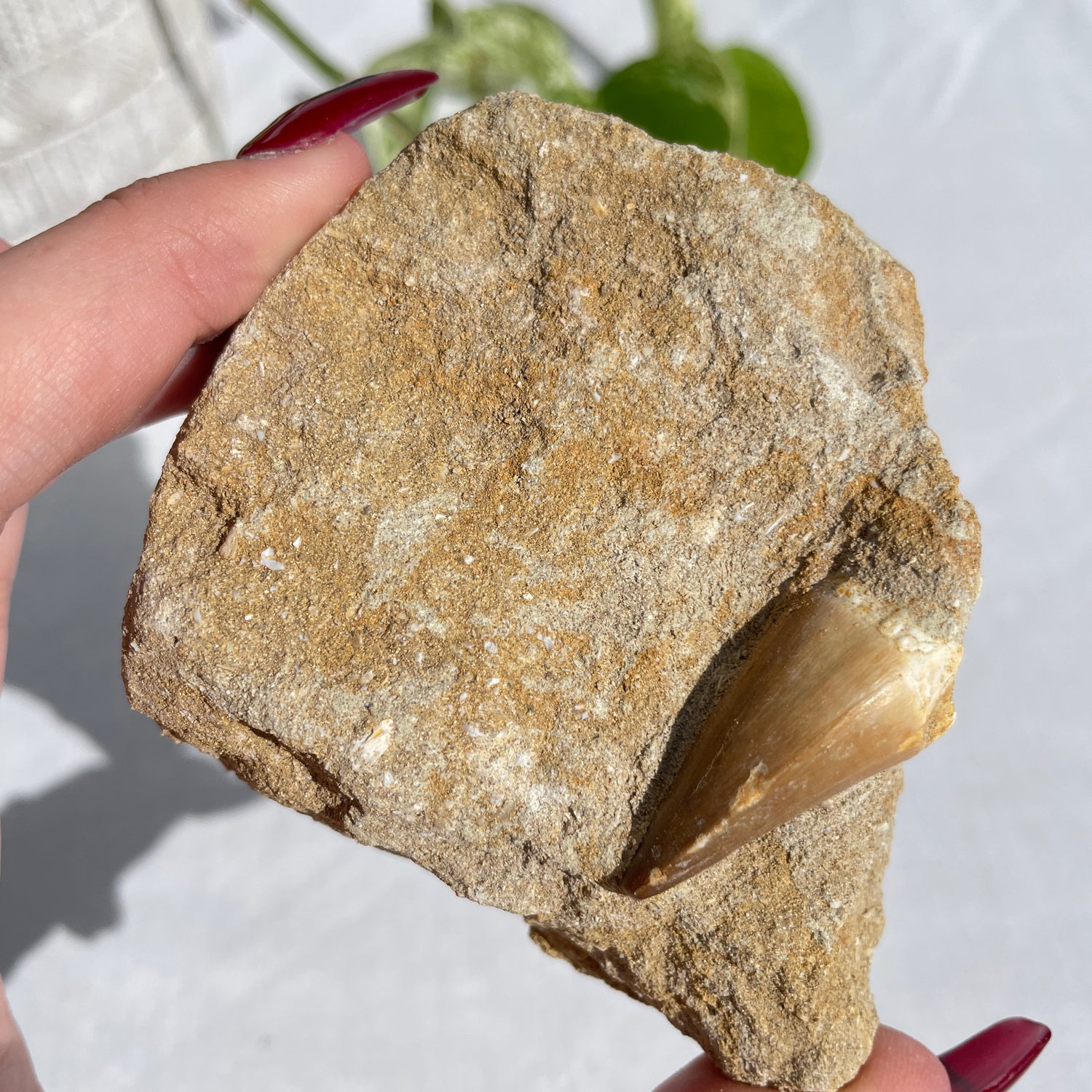 Mosasaurus Tooth On Matrix 007