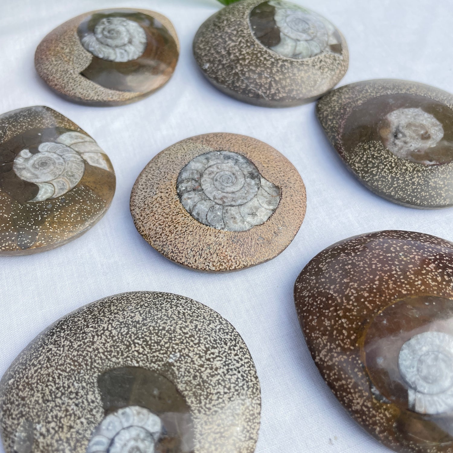 Orthoceras Plate Assorted