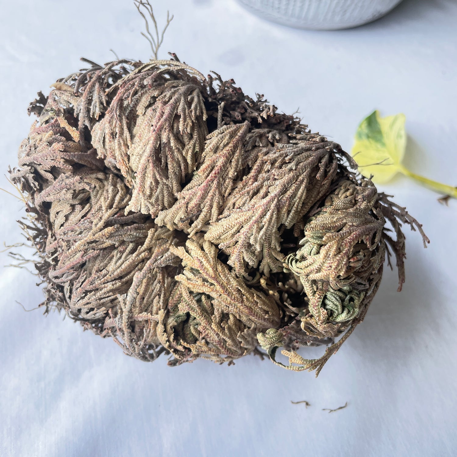Rose Of Jericho