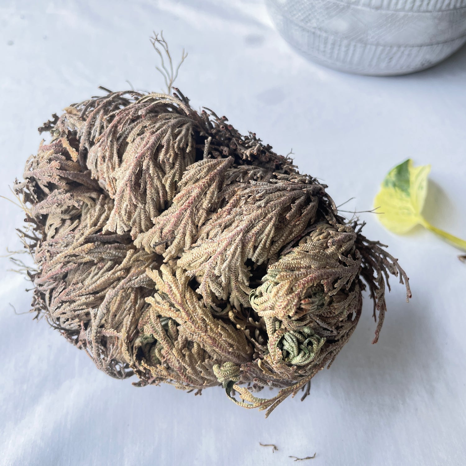 Rose Of Jericho