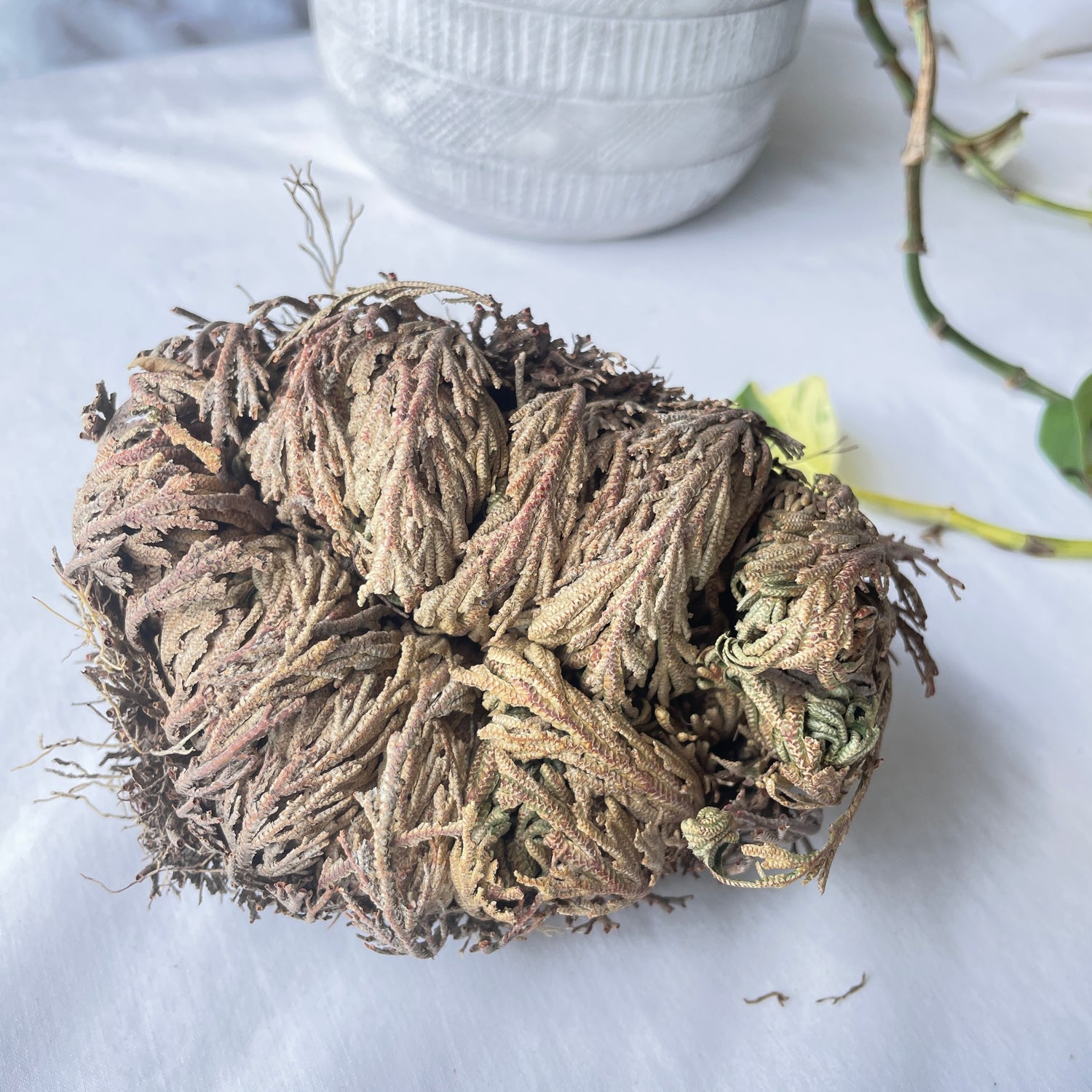 Rose Of Jericho